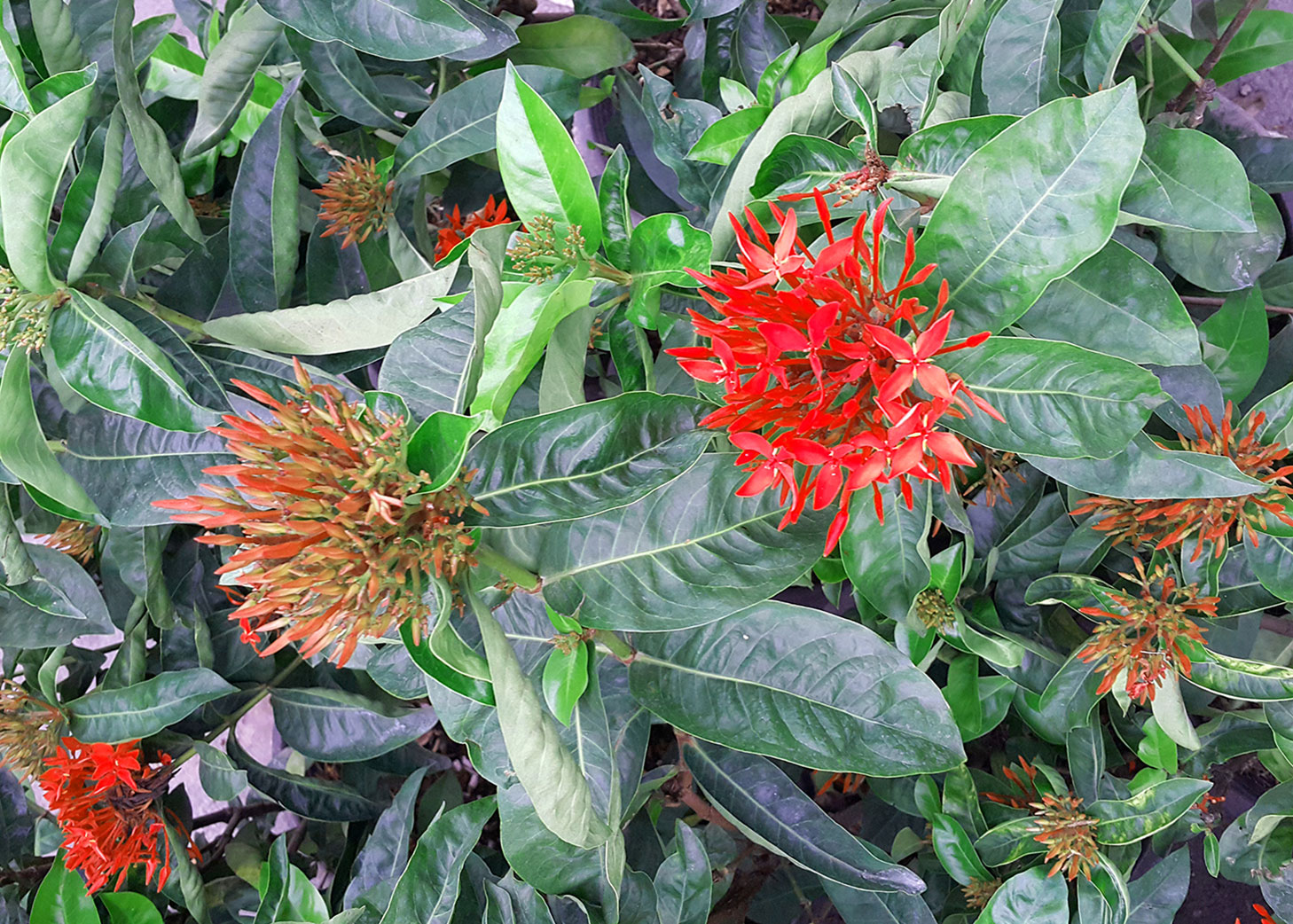 Ixora coccinea M <span style="color: #ff0000;">©</span><br> ดอกเข็ม | ใบเข็ม M <br> SKU: 3529 - Image 3