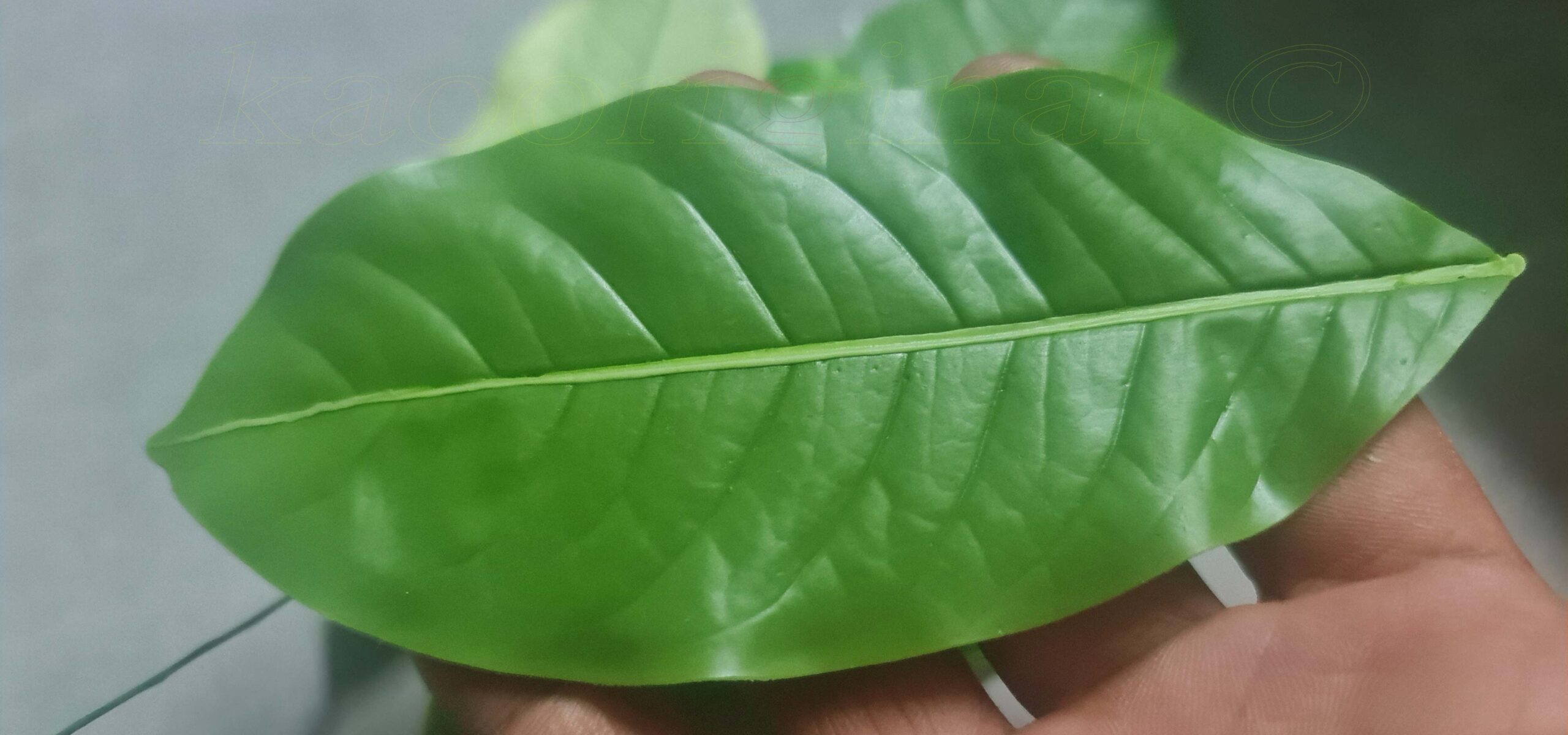 Ixora coccinea Leaf L <span style="color: #ff0000;">©</span><br> ใบเข็ม L <br> SKU: 2083 - Image 3