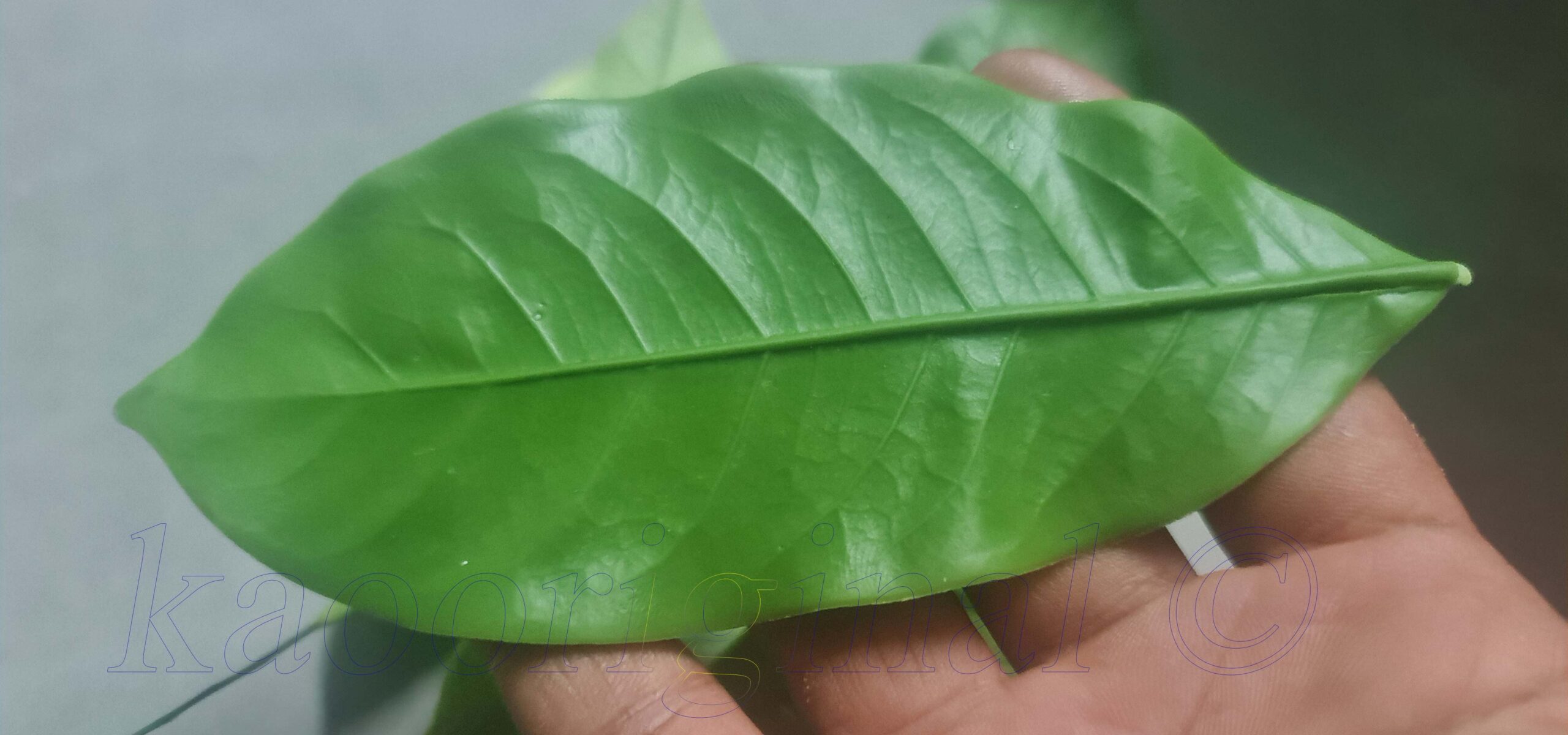 Ixora coccinea Leaf L <span style="color: #ff0000;">©</span><br> ใบเข็ม L <br> SKU: 2083 - Image 4